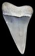 Fossil Mako Tooth - Maryland #29934-1